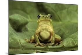 Hyla Meridionalis (Mediterranean Tree Frog)-Paul Starosta-Mounted Photographic Print