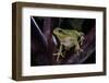 Hyla Meridionalis (Mediterranean Tree Frog)-Paul Starosta-Framed Photographic Print