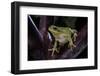 Hyla Meridionalis (Mediterranean Tree Frog)-Paul Starosta-Framed Photographic Print