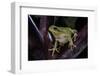 Hyla Meridionalis (Mediterranean Tree Frog)-Paul Starosta-Framed Photographic Print