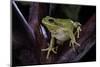 Hyla Meridionalis (Mediterranean Tree Frog)-Paul Starosta-Mounted Photographic Print