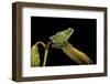 Hyla Meridionalis (Mediterranean Tree Frog)-Paul Starosta-Framed Photographic Print