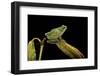 Hyla Meridionalis (Mediterranean Tree Frog)-Paul Starosta-Framed Photographic Print