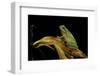 Hyla Meridionalis (Mediterranean Tree Frog)-Paul Starosta-Framed Photographic Print