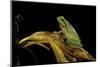 Hyla Meridionalis (Mediterranean Tree Frog)-Paul Starosta-Mounted Photographic Print