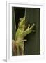 Hyla Meridionalis (Mediterranean Tree Frog)-Paul Starosta-Framed Photographic Print