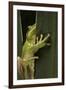 Hyla Meridionalis (Mediterranean Tree Frog)-Paul Starosta-Framed Photographic Print