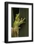 Hyla Meridionalis (Mediterranean Tree Frog)-Paul Starosta-Framed Photographic Print