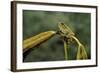 Hyla Meridionalis (Mediterranean Tree Frog)-Paul Starosta-Framed Photographic Print