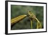 Hyla Meridionalis (Mediterranean Tree Frog)-Paul Starosta-Framed Photographic Print