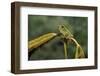 Hyla Meridionalis (Mediterranean Tree Frog)-Paul Starosta-Framed Photographic Print