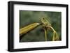 Hyla Meridionalis (Mediterranean Tree Frog)-Paul Starosta-Framed Photographic Print