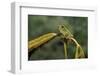 Hyla Meridionalis (Mediterranean Tree Frog)-Paul Starosta-Framed Photographic Print