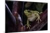 Hyla Meridionalis (Mediterranean Tree Frog)-Paul Starosta-Mounted Photographic Print