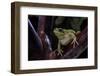 Hyla Meridionalis (Mediterranean Tree Frog)-Paul Starosta-Framed Photographic Print