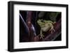 Hyla Meridionalis (Mediterranean Tree Frog)-Paul Starosta-Framed Photographic Print