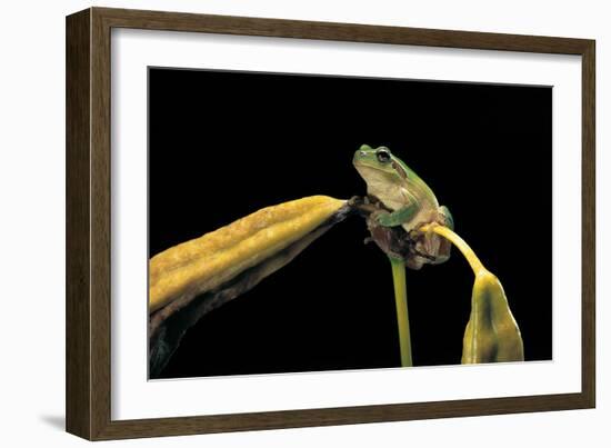 Hyla Meridionalis (Mediterranean Tree Frog)-Paul Starosta-Framed Photographic Print