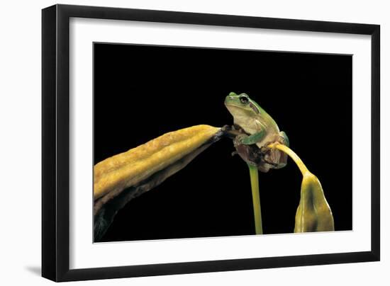 Hyla Meridionalis (Mediterranean Tree Frog)-Paul Starosta-Framed Photographic Print