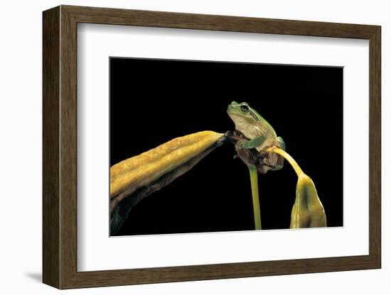 Hyla Meridionalis (Mediterranean Tree Frog)-Paul Starosta-Framed Photographic Print