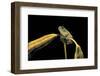 Hyla Meridionalis (Mediterranean Tree Frog)-Paul Starosta-Framed Photographic Print