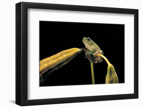 Hyla Meridionalis (Mediterranean Tree Frog)-Paul Starosta-Framed Photographic Print