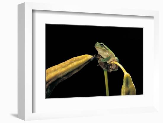 Hyla Meridionalis (Mediterranean Tree Frog)-Paul Starosta-Framed Photographic Print