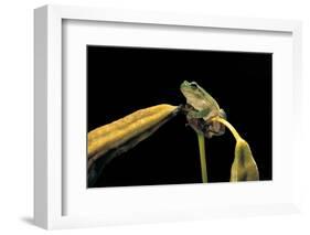 Hyla Meridionalis (Mediterranean Tree Frog)-Paul Starosta-Framed Photographic Print