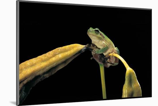 Hyla Meridionalis (Mediterranean Tree Frog)-Paul Starosta-Mounted Photographic Print