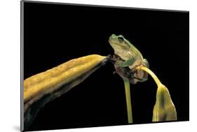 Hyla Meridionalis (Mediterranean Tree Frog)-Paul Starosta-Mounted Photographic Print