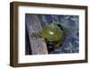 Hyla Meridionalis (Mediterranean Tree Frog)-Paul Starosta-Framed Photographic Print