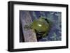 Hyla Meridionalis (Mediterranean Tree Frog)-Paul Starosta-Framed Photographic Print