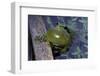 Hyla Meridionalis (Mediterranean Tree Frog)-Paul Starosta-Framed Photographic Print