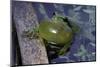 Hyla Meridionalis (Mediterranean Tree Frog)-Paul Starosta-Mounted Photographic Print