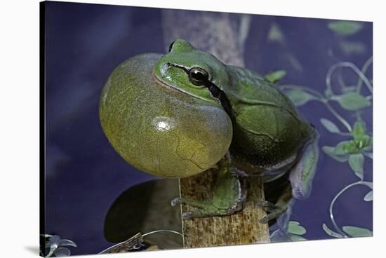 Hyla Meridionalis (Mediterranean Tree Frog)-Paul Starosta-Stretched Canvas