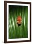 Hyla Treefrog-Adrian Warren-Framed Photographic Print