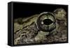 Hyla Versicolor (Gray Treefrog) - Eye-Paul Starosta-Framed Stretched Canvas