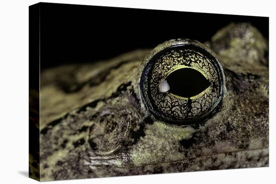 Hyla Versicolor (Gray Treefrog) - Eye-Paul Starosta-Stretched Canvas