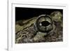 Hyla Versicolor (Gray Treefrog) - Eye-Paul Starosta-Framed Photographic Print