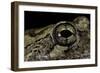 Hyla Versicolor (Gray Treefrog) - Eye-Paul Starosta-Framed Photographic Print