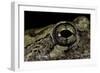 Hyla Versicolor (Gray Treefrog) - Eye-Paul Starosta-Framed Photographic Print