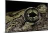 Hyla Versicolor (Gray Treefrog) - Eye-Paul Starosta-Mounted Photographic Print