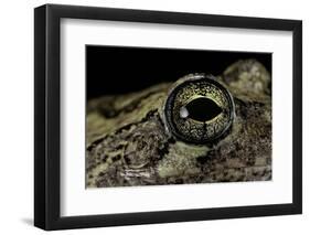 Hyla Versicolor (Gray Treefrog) - Eye-Paul Starosta-Framed Photographic Print