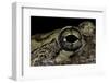 Hyla Versicolor (Gray Treefrog) - Eye-Paul Starosta-Framed Photographic Print