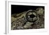 Hyla Versicolor (Gray Treefrog) - Eye-Paul Starosta-Framed Photographic Print