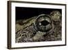 Hyla Versicolor (Gray Treefrog) - Eye-Paul Starosta-Framed Photographic Print