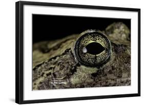 Hyla Versicolor (Gray Treefrog) - Eye-Paul Starosta-Framed Photographic Print