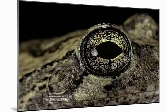 Hyla Versicolor (Gray Treefrog) - Eye-Paul Starosta-Mounted Photographic Print