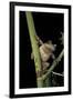 Hyla Versicolor (Gray Treefrog)-Paul Starosta-Framed Photographic Print