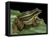 Hylarana Erythraea (Common Green Frog, Leaf Frog)-Paul Starosta-Framed Stretched Canvas