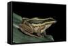 Hylarana Erythraea (Common Green Frog, Leaf Frog)-Paul Starosta-Framed Stretched Canvas